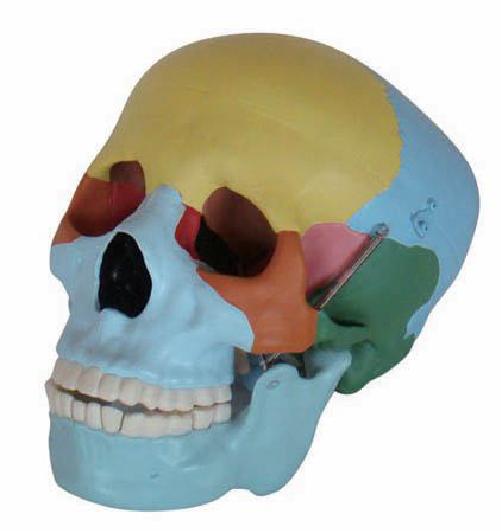 Model human skull